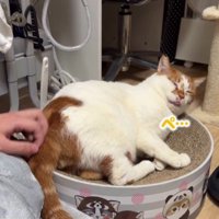 リラックスしている猫