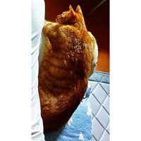 男性と猫