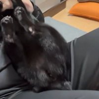 猫の後ろ足