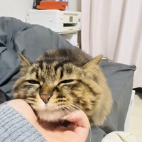 飼い主さんに顎を撫でられるキジトラ猫