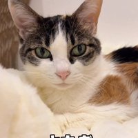 白いブランケットの上でくつろいでいる三毛猫「よもぎ」