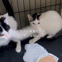 人の手を見る2匹の子猫
