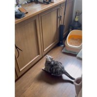 棚の前にいる猫