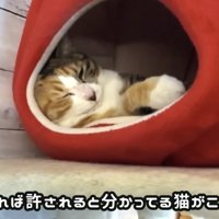「可愛ければ...」のテロップ写真