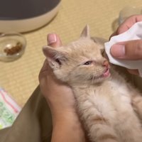 顔を拭かれる茶トラくん