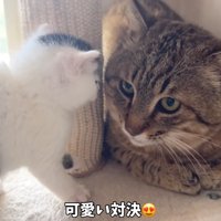 テロップ「可愛い対決」