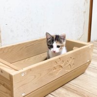 入れ物に入る三毛ちゃん
