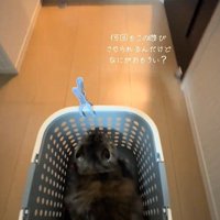 カゴごと廊下を突き進む猫