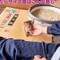 お座りする子猫
