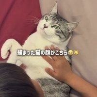 長男くんに寝かしつけられる保護猫
