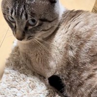 勢いよく振り返る猫