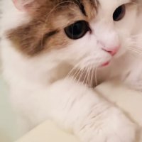 バスタブに両手をついて鳴くミヌエット