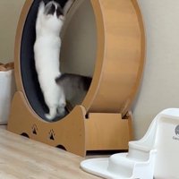 ばんざい猫