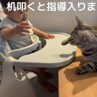 赤ちゃんと猫の写真1