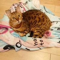 毛布に乗る猫