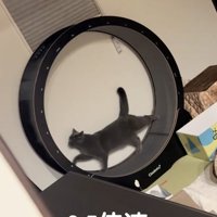 優雅な猫