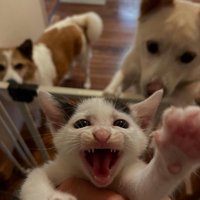 鳴く子猫と後ろから見ている犬たち