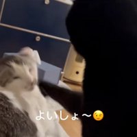 パンチする猫