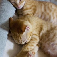 ケージの中で寝る2匹の子猫