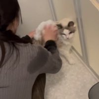猫をシャンプーする