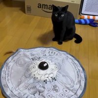おもちゃの前に座る猫