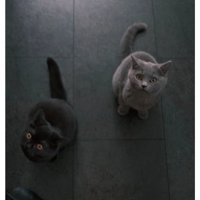 室内にいる猫