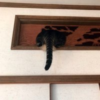 壁の欄間に頭を入れる猫