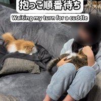 2匹の猫と女の子