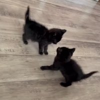 じゃれ合う2匹の黒猫