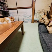 猫と犬