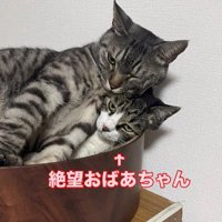 猫用ベッドの中の2匹の猫