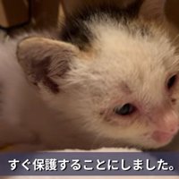 弱っている子猫