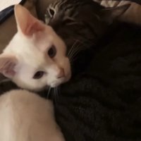 キジトラ猫に抱きしめられる白猫