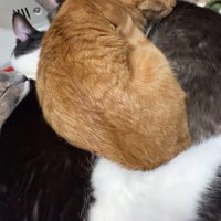 みんなの上に乗る猫