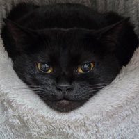 グレーのペット用ベッドに入っている猫