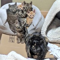 保護された母猫と子猫たち