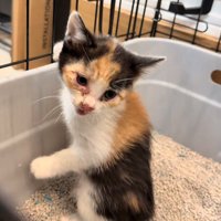 振り向いて鳴く子猫