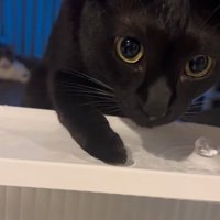 見つめる猫