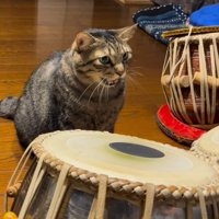 にゃおんと鳴く猫