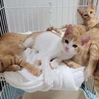 兄弟の子猫たち