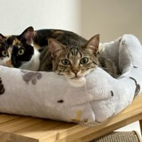 ベッドに入っている猫たち