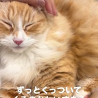 飼い主に寄り添って撫でられている猫