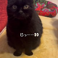 飼い主をみつめる黒猫