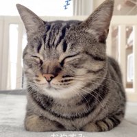 眠る猫