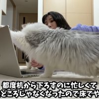 打ち合わせどころじゃなくなったので