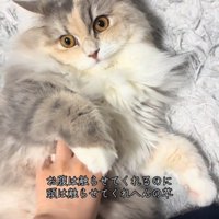人を見る猫