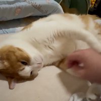飼い主の手をつかむ猫