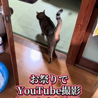 入って行く猫