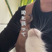 人の膝の上に乗っている猫