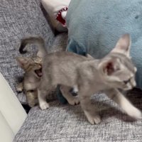 ソファの上の2匹の子猫